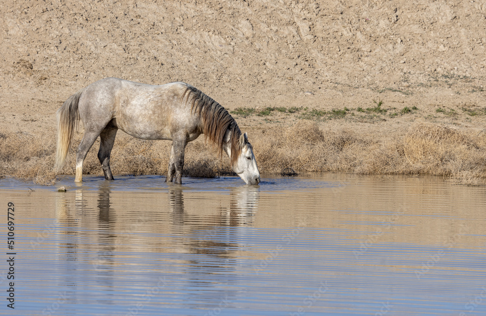 Wild horse Drinking at a Desert Waterhole in Utah Wild horse Drinking at a Desert Waterhole in Utah
