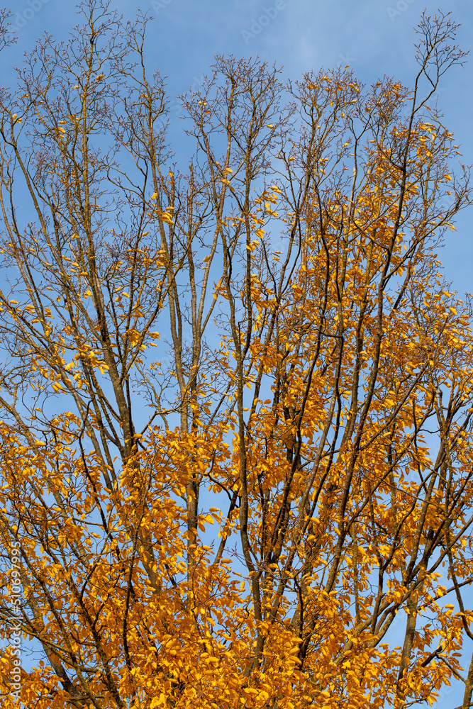Fototapeta premium yellowed maple foliage on trees in the autumn season