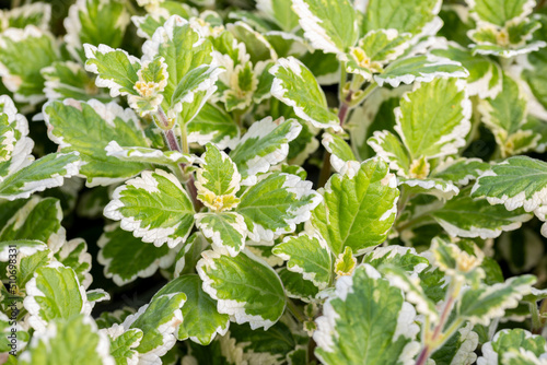 Plectranthus coleoides leaves. This plant is also called Variegated Swedish Ivy or Plectranthus variegata. photo