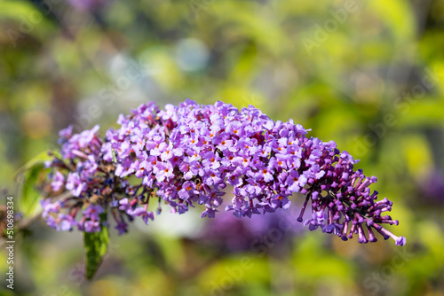 Schilderij op canvas Close up on the inflorescence of a Buddleja davidii plant