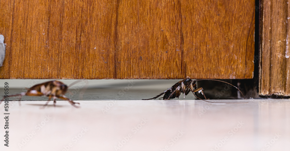 red cockroach passing through door, insect invading house, cockroach