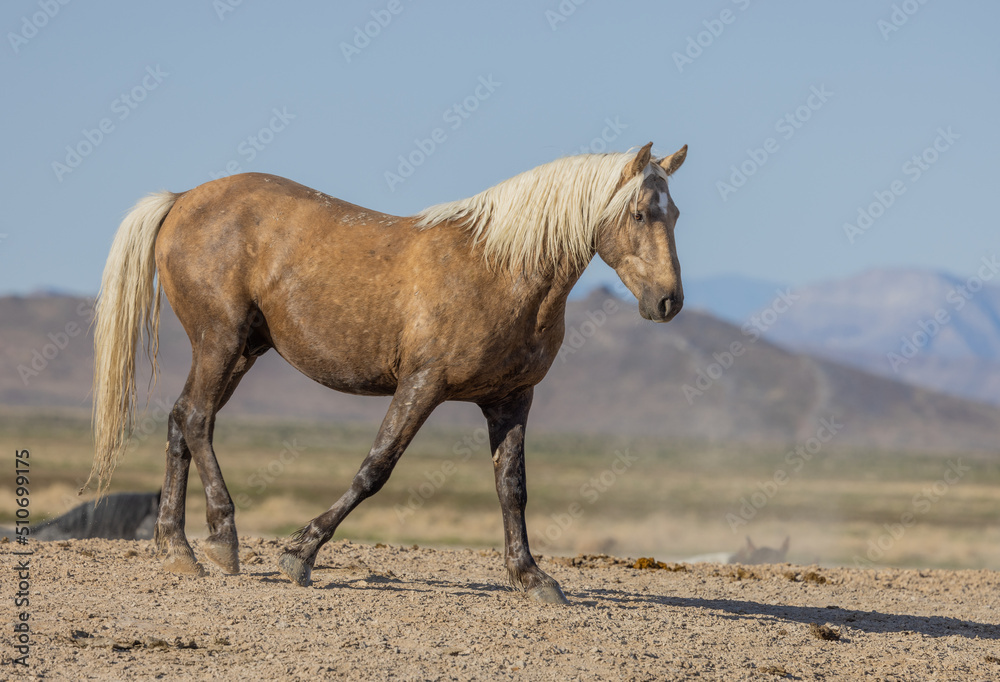 Beautiful Wild Horse in Spring in the Utah Desert Beautiful Wild Horse in Spring in the Utah Desert