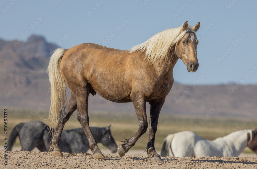 Beautiful Wild Horse in Spring in the Utah Desert Beautiful Wild Horse in Spring in the Utah Desert