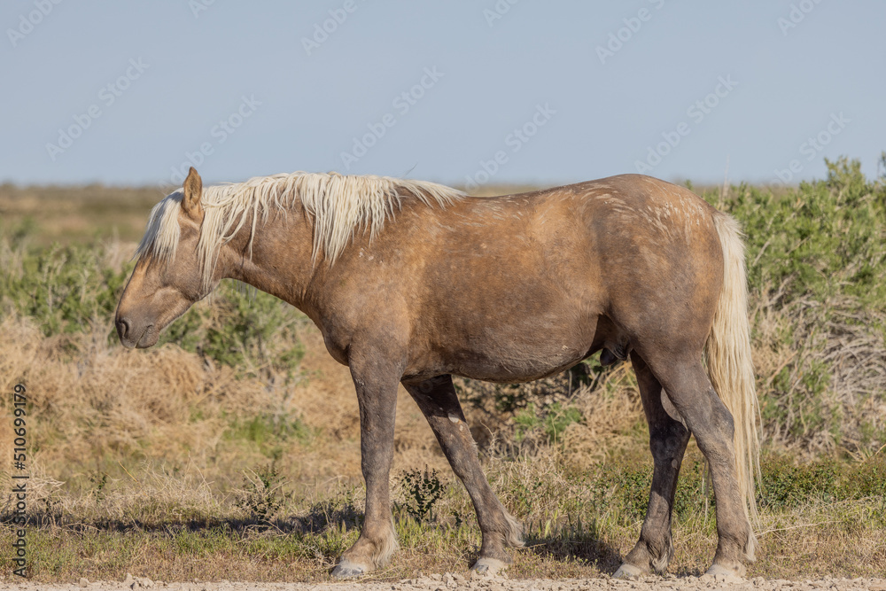 Beautiful Wild Horse in Spring in the Utah Desert Beautiful Wild Horse in Spring in the Utah Desert