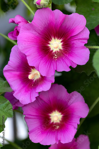 Alcea rosea
