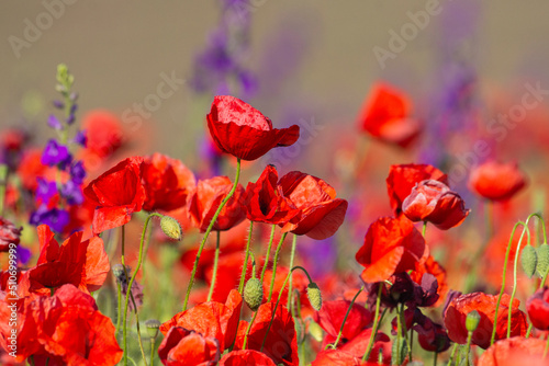 Beautiful red poppy fields