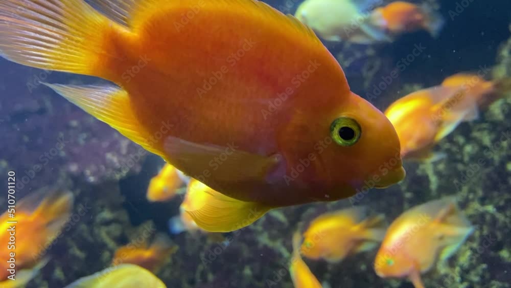 A flock of golden fish on a coral reef. Lots of goldfish. Goldfish swim in the water A flock of golden fish on a coral reef. Lots of goldfish. Goldfish swim in the water