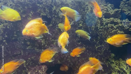 Goldfish close-up. Goldfish in a large aquarium. Exotic coral fish photo