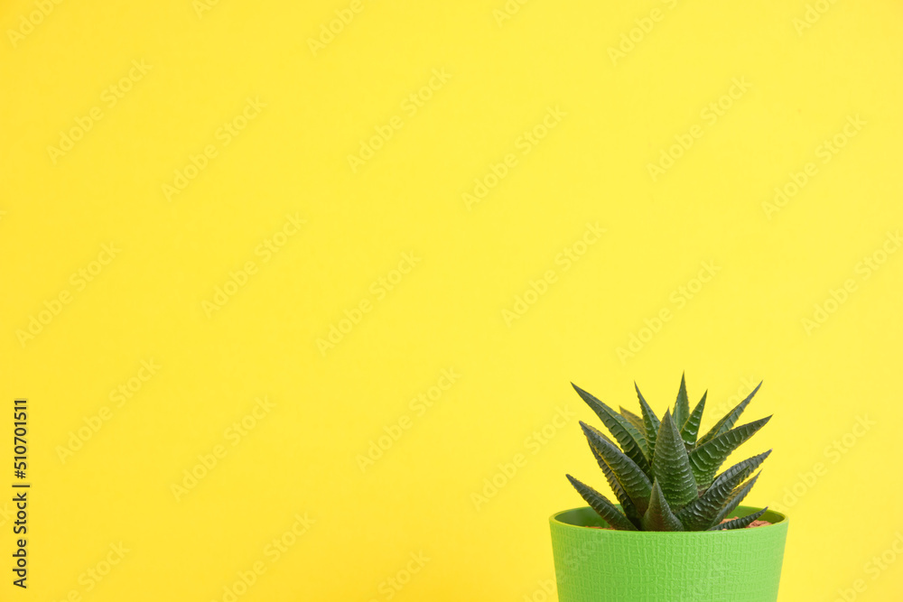 Houseplant against a bright wall. The concept of biophilia in the interior. Succulent in a pot on a colored background with copyspace Houseplant against a bright wall. The concept of biophilia in the interior. Succulent in a pot on a colored background with copyspace