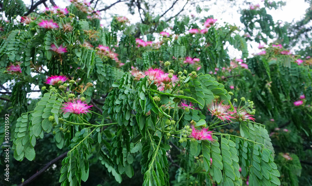 Albizia julibrissin flowers blossom on tree