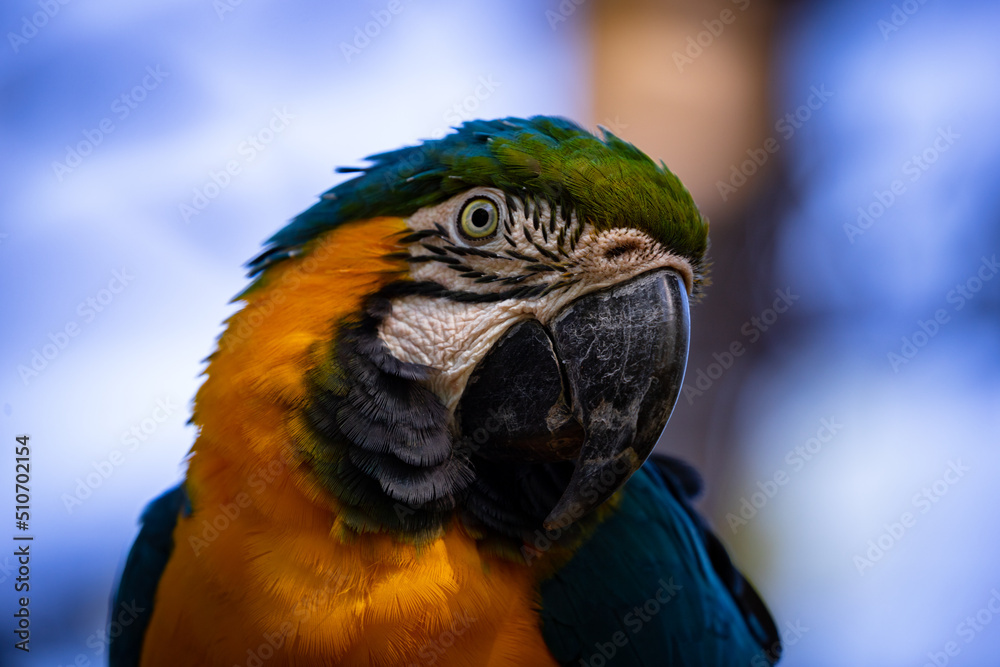 Blue-and-yellow macaw (Ara ararauna), also known as the blue-and-gold macaw.