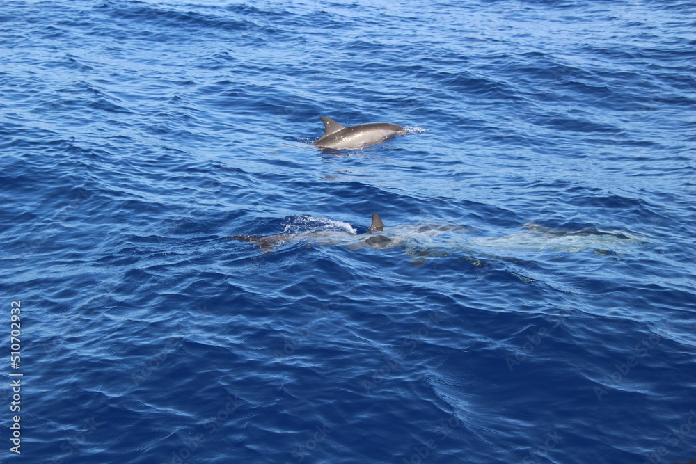 Obraz premium dauphins