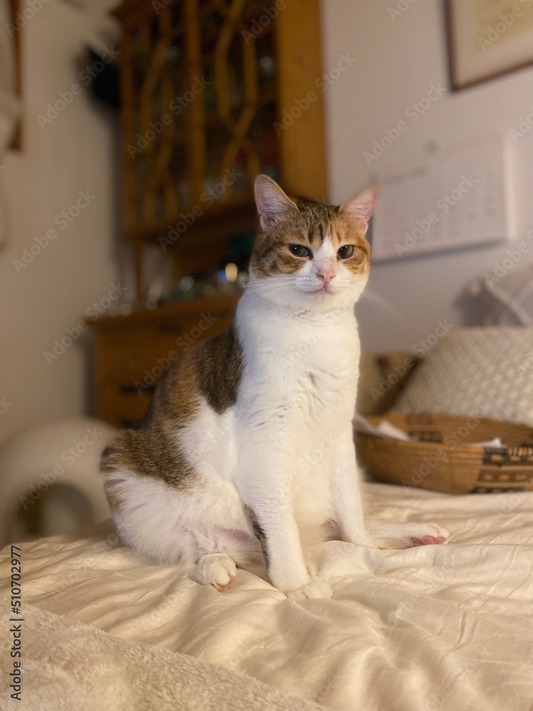 2 years old Ms. Macaron portrait, baby girl with pink nose and ears, white front fur and orange / brown at the back, Tokyo home year 2022 June