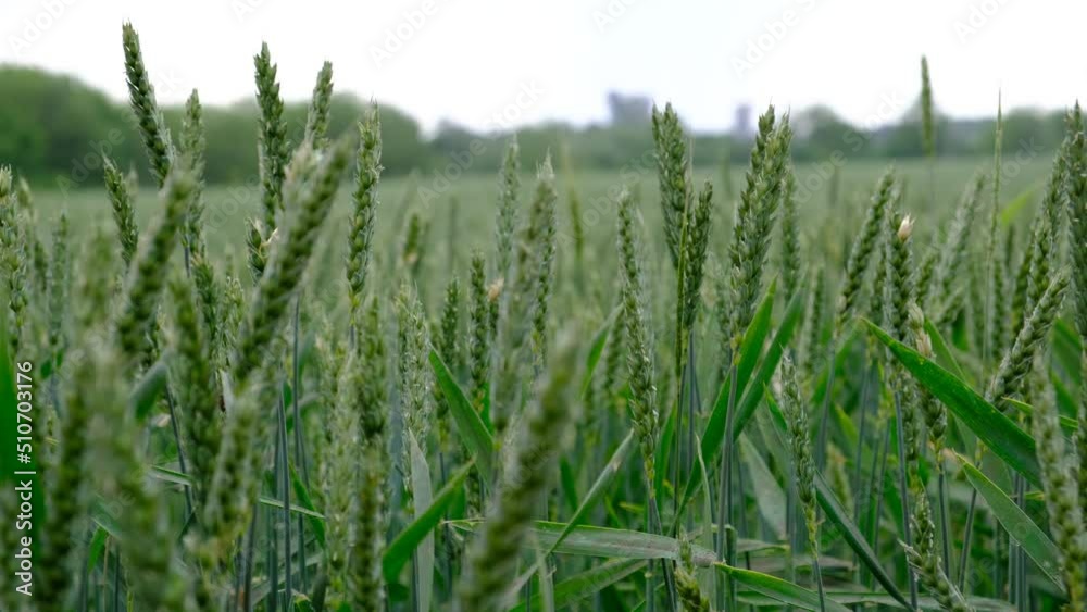 Green wheat on the field ripens. Cultivation and agronomy. Sowing in Ukraine. Concept: nutrition, growing products for making flour. Wheat closeup Green wheat on the field ripens. Cultivation and agronomy. Sowing in Ukraine. Concept: nutrition, growing products for making flour. Wheat closeup