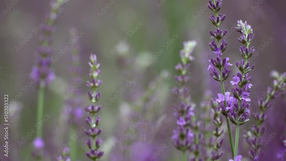 Lavender. Blooming violet fragrant lavender flowers on field. Close-up beautiful growing lavender swaying in wind, harvest. Nature Background. Selective focus on bushes of purple aromatic flowers, Slo Lavender. Blooming violet fragrant lavender flowers on field. Close-up beautiful growing lavender swaying in wind, harvest. Nature Background. Selective focus on bushes of purple aromatic flowers, Slo
