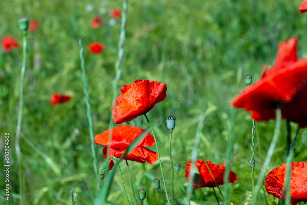 Fototapeta premium red poppies growing in an agricultural field with cereals