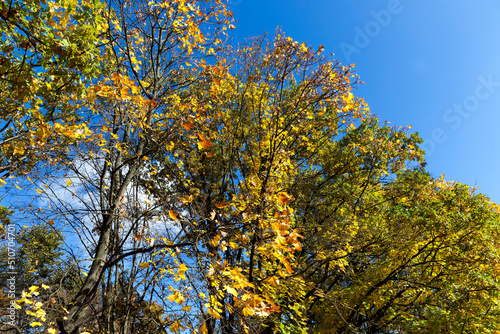 Fototapeta Naklejka Na Ścianę i Meble -  yellowed maple foliage on trees in the autumn season