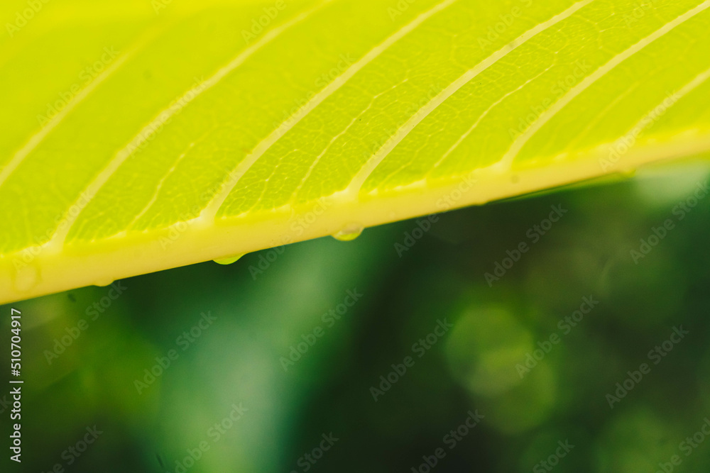 Obraz premium Beautiful transparent rain dew water drops on fresh leaf. Abstract macro real photo cute wallpaper. Nature diagonal lines. Extremely close vein texture cell structure. Bright green yellow background