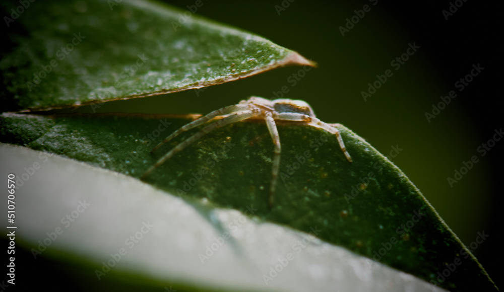 Naklejka premium macro of a spider