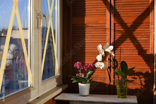 Taped windows crosswise during war to minimise bomb damage and avoid shattering. Potted flowers on a windowsill