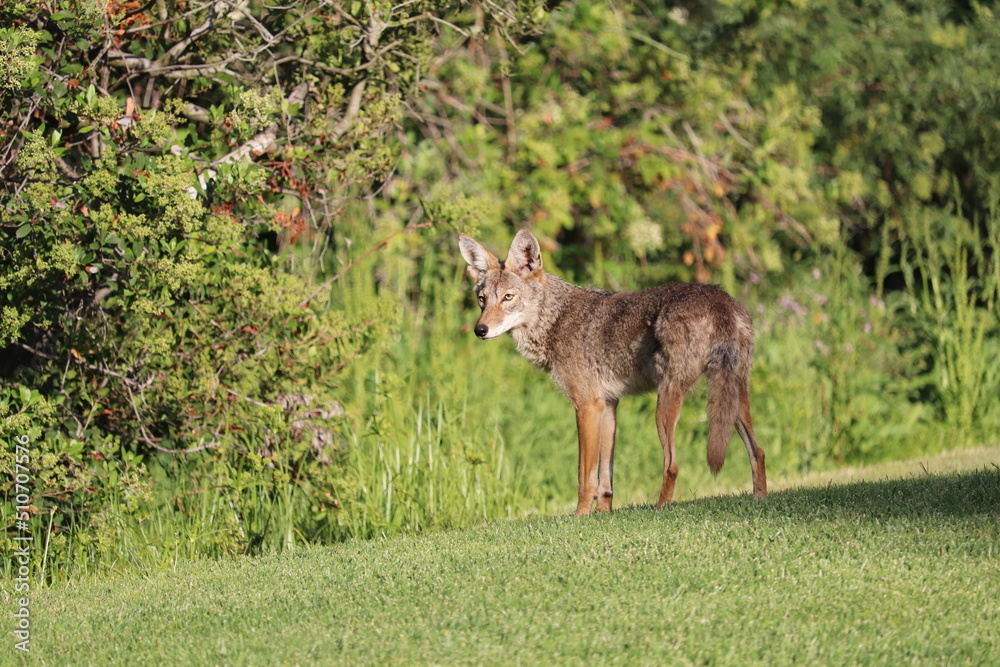 Fototapeta premium Young Coyote Pup