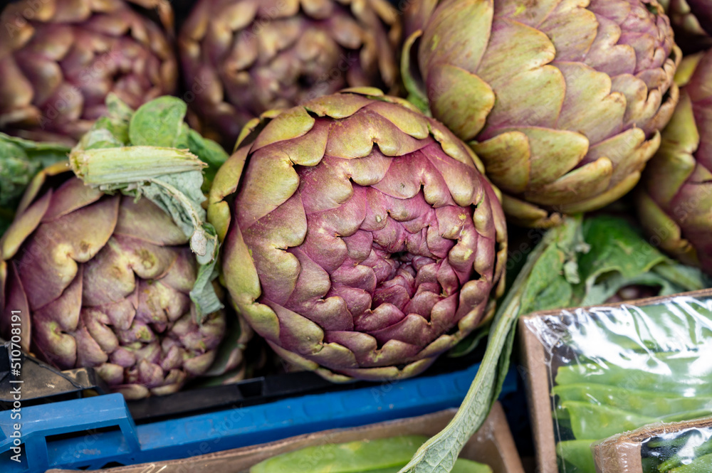 Heads of fresh organic artichoke flowers, edible vegetables purple romanesco artichokes Heads of fresh organic artichoke flowers, edible vegetables purple romanesco artichokes