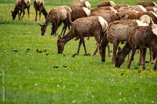 elk herd grazing 
