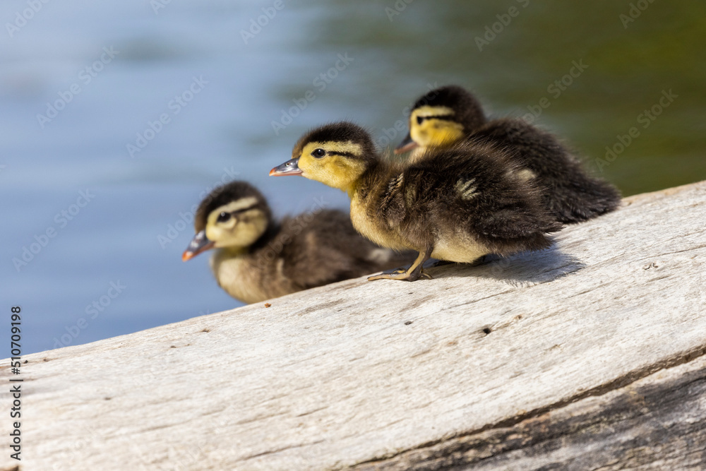 Obraz premium Wood duck babies in early summer