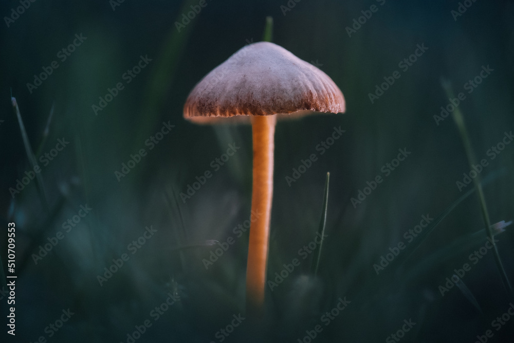 mushroom in the grass