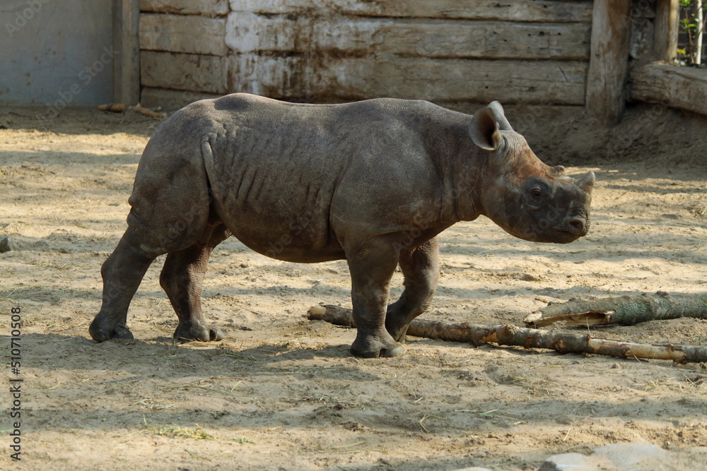 Fototapeta premium Rinoceronte indio
