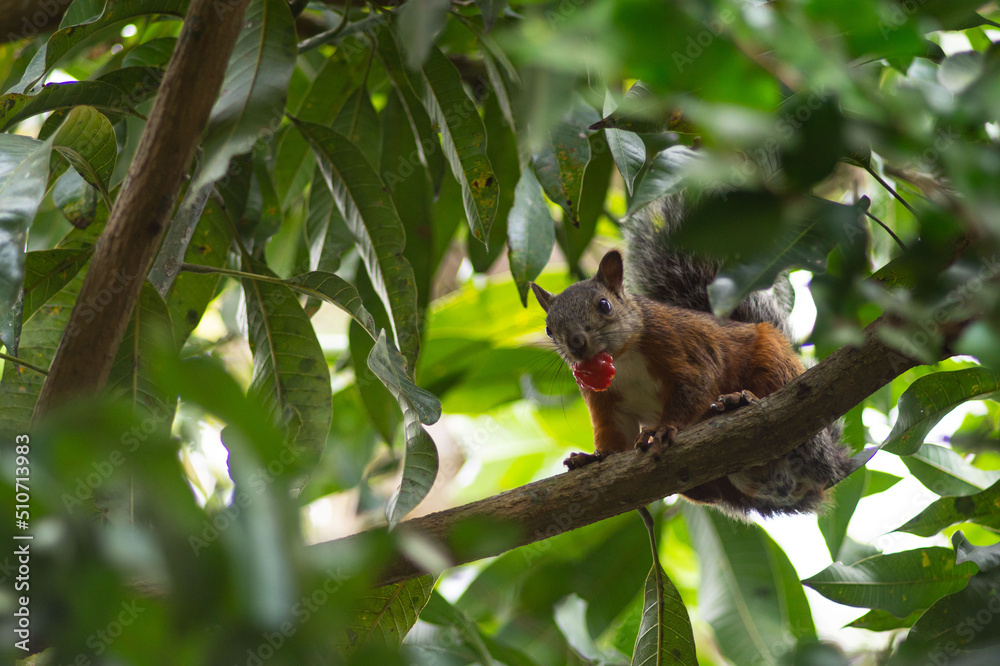 A cute squirrel eating pitangas