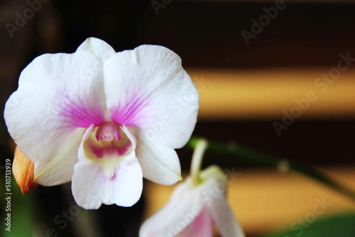 White orchid with pink detail close up photo