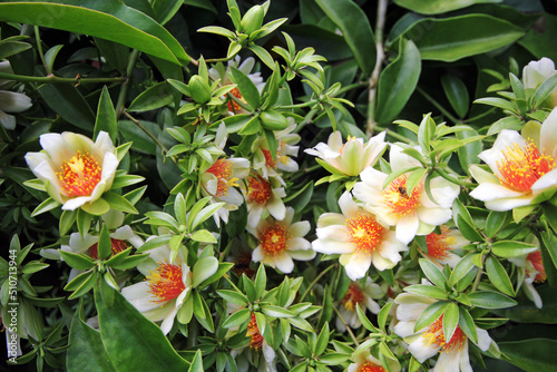 Close-up view of orange blossom in the garden with green background photo