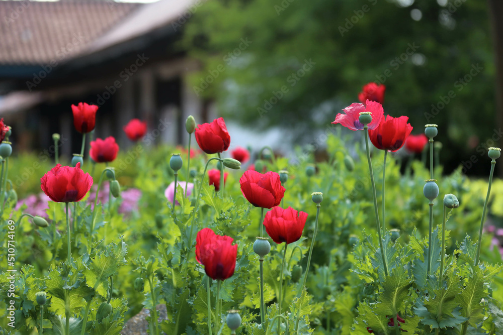 Obraz premium Red tulip garden
