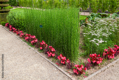 Allée de jardin bordée d'un rang de prêle d'hiver et de fleur bégonia rouge