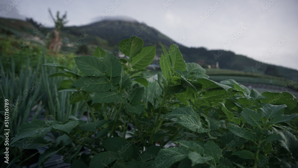 Fototapeta premium Potato plant grown in a vegetable garden in the morning. It located on the slope of Mount Sumbing