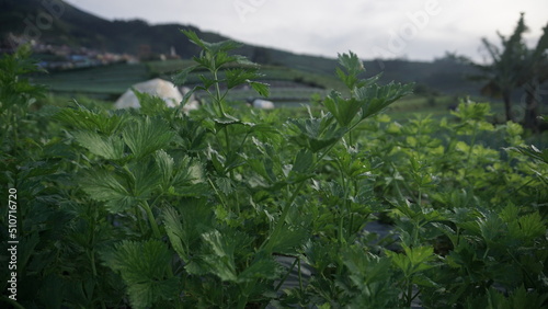 Celery plant grown in a vegetable garden in the morning. It located on the slope of Mount Sumbing