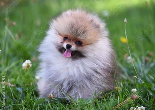 Fototapeta Naklejka Na Ścianę i Meble -  A baby dog of pomeranian breed in a green field in spain