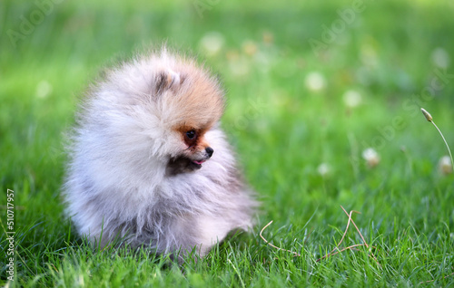 Fototapeta Naklejka Na Ścianę i Meble -  A baby dog of pomeranian breed in a green field in spain