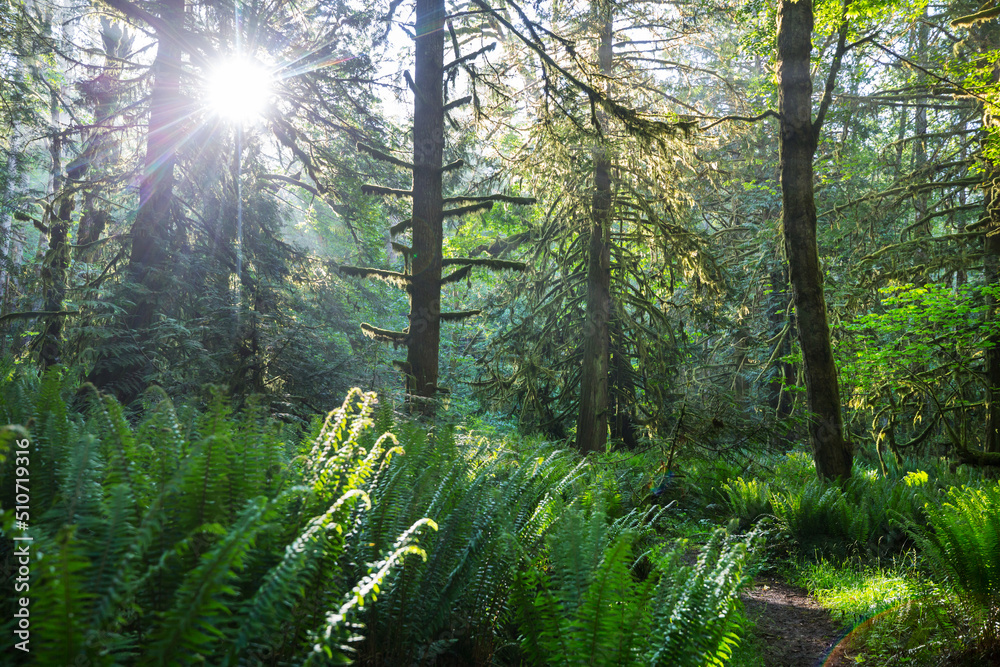 Fototapeta premium Rain forest