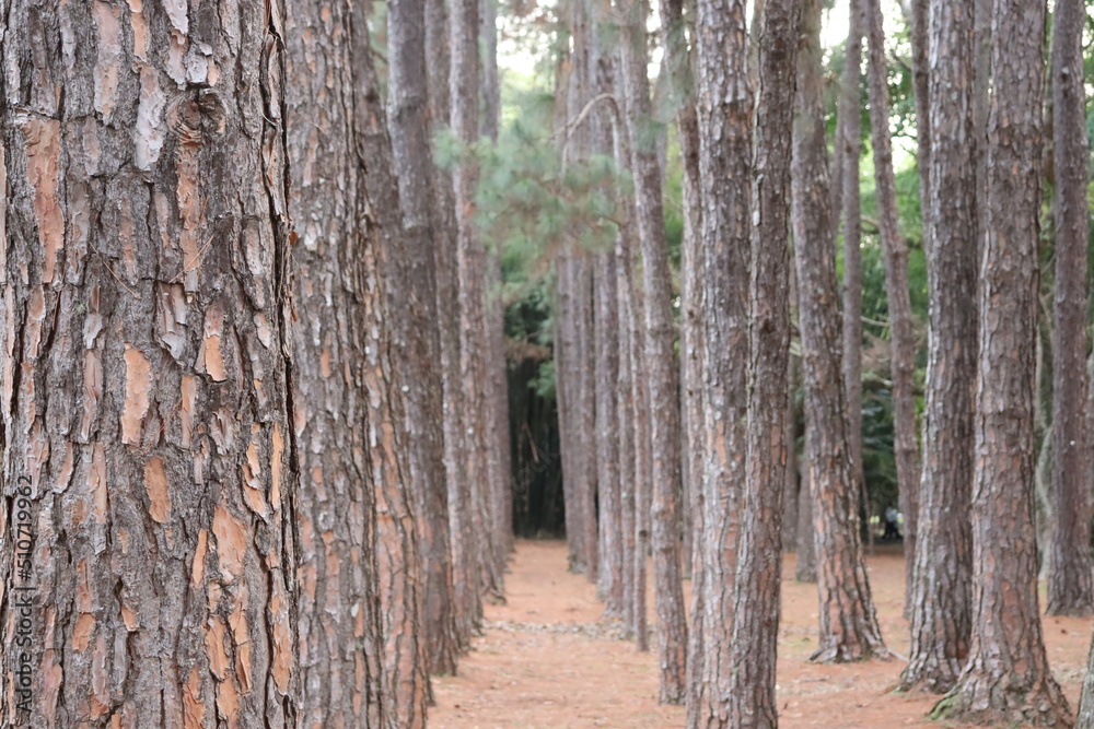 tree in the woods