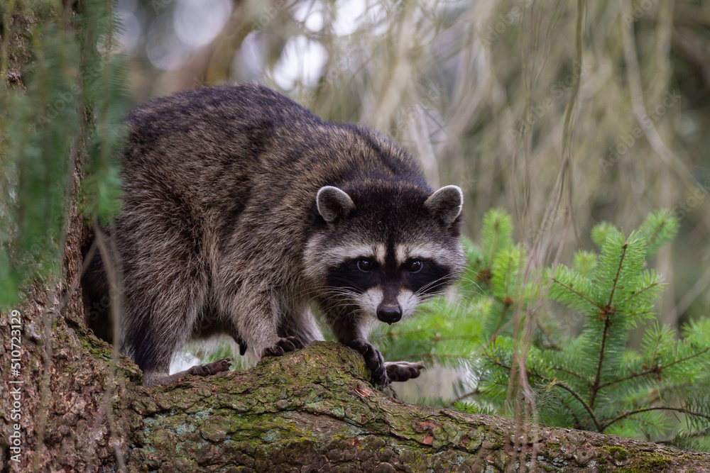 Fototapeta premium raccoon standing on a limb 