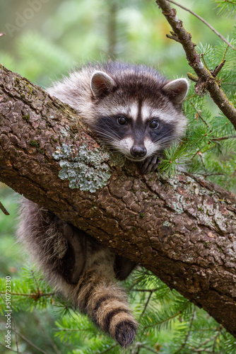baby raccoon hanging from a large branch