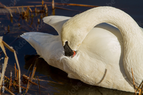 Fototapeta Naklejka Na Ścianę i Meble -  A trumpeter swan pereening its fethers in a river near Sunriver, Oregon.