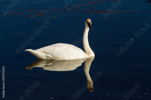 Fototapeta Naklejka Na Ścianę i Meble -  A trumpeter swan swimming in a river near Sunriver, Oregon.