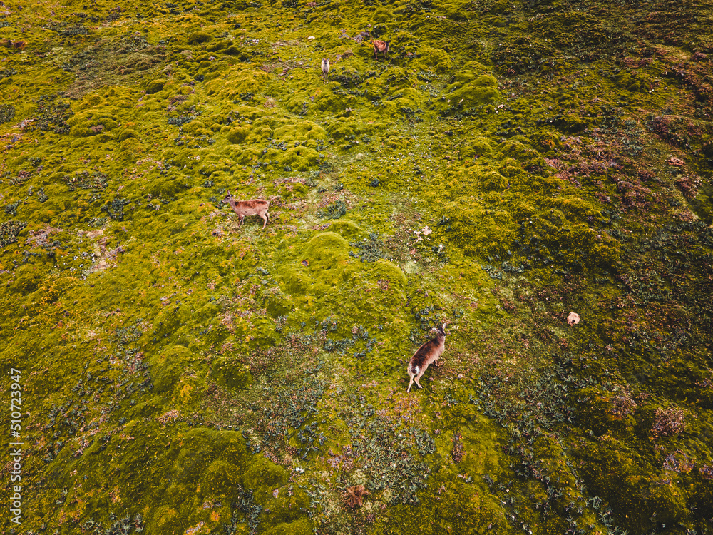 Obraz premium Andean deers