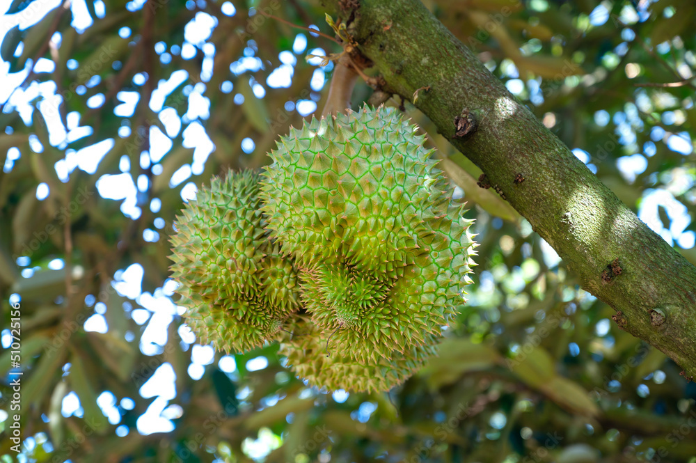 Close up durian fruit on trees.The durian is the fruit of several tree species belonging to the genus Durio. There are 30 recognised Durio species, at least nine of which produce edible fruit. Close up durian fruit on trees.The durian is the fruit of several tree species belonging to the genus Durio. There are 30 recognised Durio species, at least nine of which produce edible fruit.