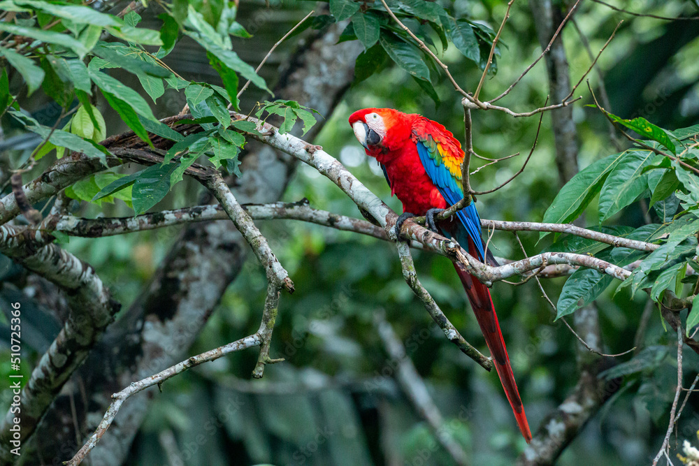 Obraz premium colourful scarlet macaw sitting on branch looking at camera with green background
