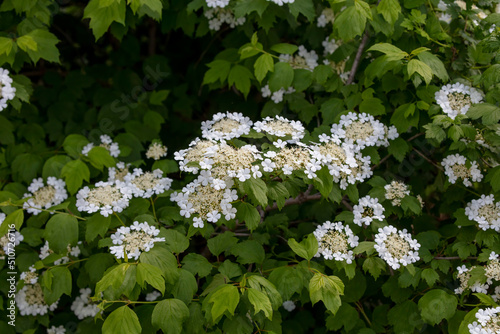 Hydrangea quercifolia, commonly known as oakleaf hydrangea or oak-leaved hydrangea photo
