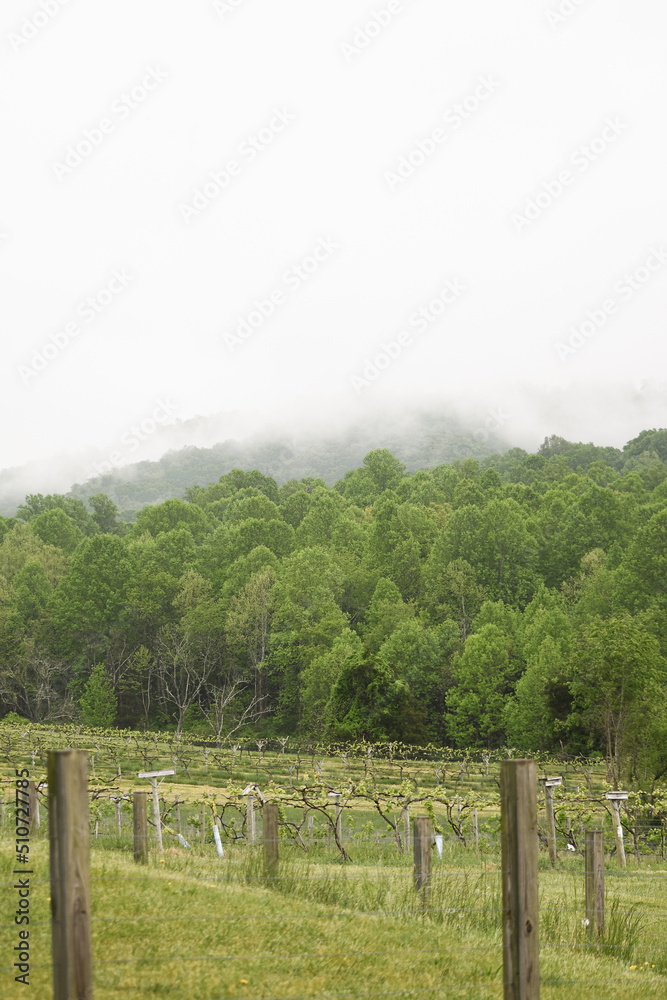 Foggy mountain view from vineyard